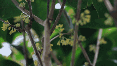 寒咳的孩子使用它，有辅助的疗效