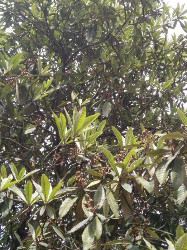 村里的枇杷树,果子好吃,叶子止咳,只要几片煮,化痰止咳