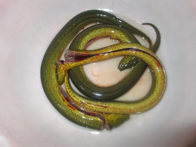 这鱼身长几尺,却是补脑、健体的极佳补品,解毒降糖,看到了必买