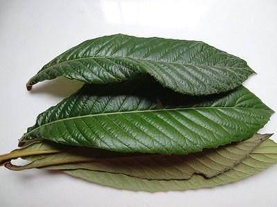 村里的枇杷树,果子好吃,叶子止咳,只要几片煮,化痰止咳