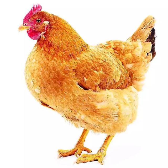 ��ʳ��ҩ�š���ɫή�ơ�������������ϥ�����������˺����ѡ���˲Ρ����桢��������ζ������Ѫ��Ʒ������ζ��������