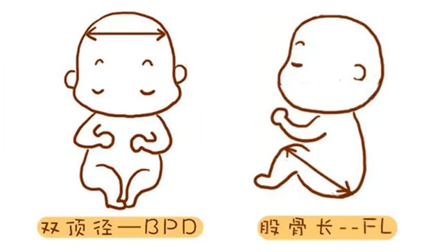 孕产说：怀孕四个月可以从B超中看出男女吗？越早知道越好