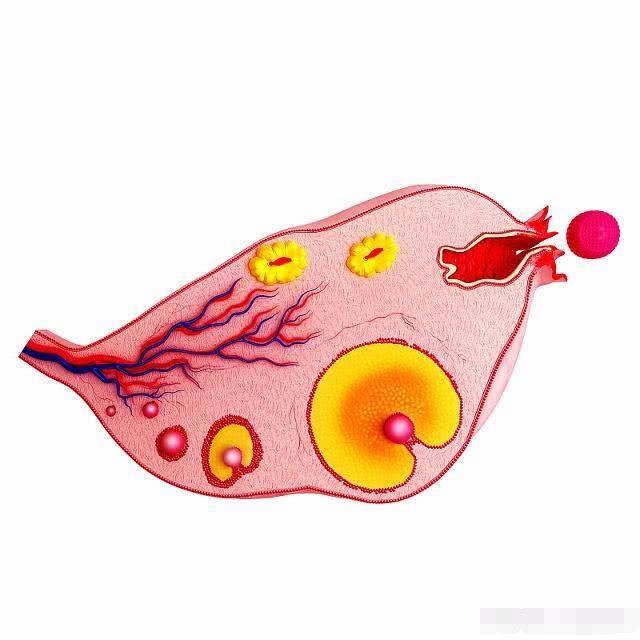 排卵期没怀上，那排出的“卵子”去哪了？看完后你就知道了！