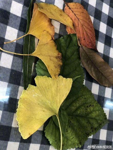 幼儿园要求收集树叶 一位小朋友抗来“芭蕉扇”