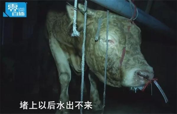 “活牛灌水”丧心病狂！8招让孩子远离带菌注水肉！