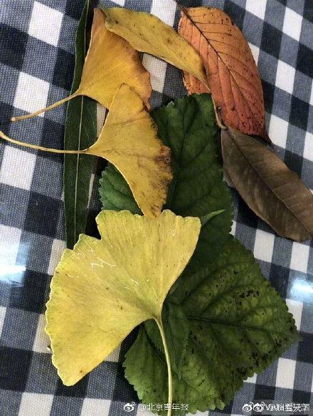 幼儿园要求收集树叶，一位小朋友扛来“芭蕉扇”
