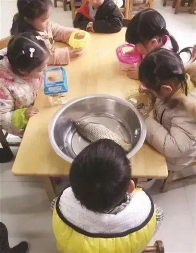 带鱼boy后继有人！幼儿园要求收集树叶，小朋友扛来“芭蕉扇”……
