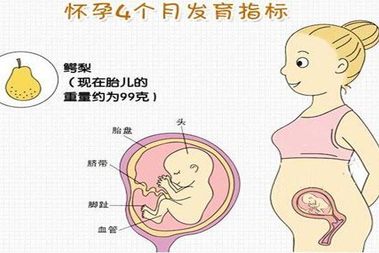 怀孕4个月胎儿很可爱，胎儿在什么位置胎动最多？孕妇都说在这里