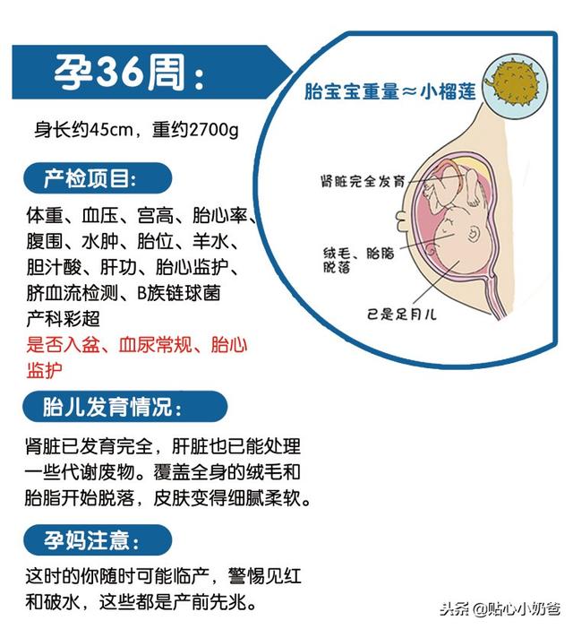 孕期产检及胎儿发育对照表（建议收藏）