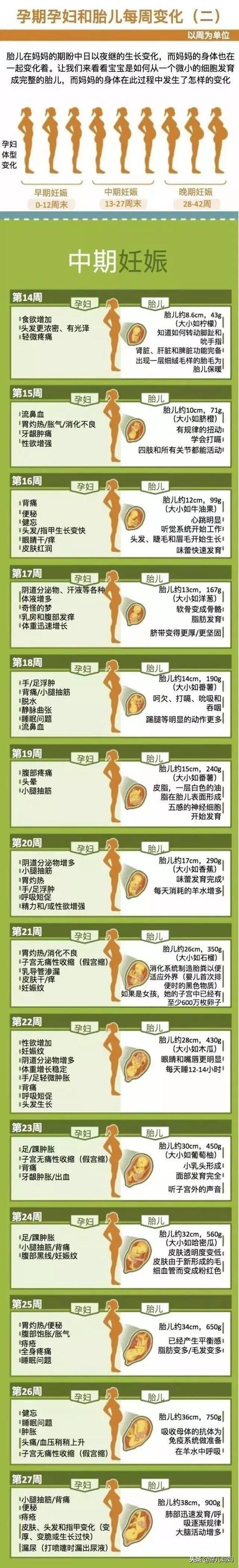 3张图看懂，孕妇和胎儿每周变化！42周，从胚胎到胎儿是这样形成