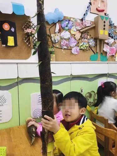 带鱼boy后继有人！幼儿园要求收集树叶，小朋友扛来“芭蕉扇”……
