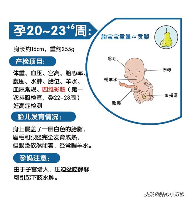 孕期产检及胎儿发育对照表（建议收藏）
