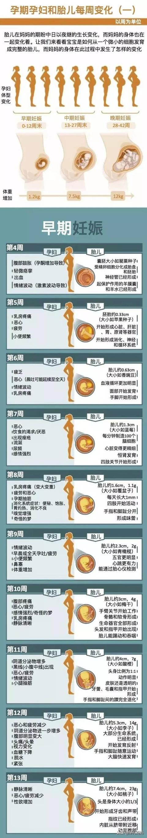 3张图看懂，孕妇和胎儿每周变化！42周，从胚胎到胎儿是这样形成