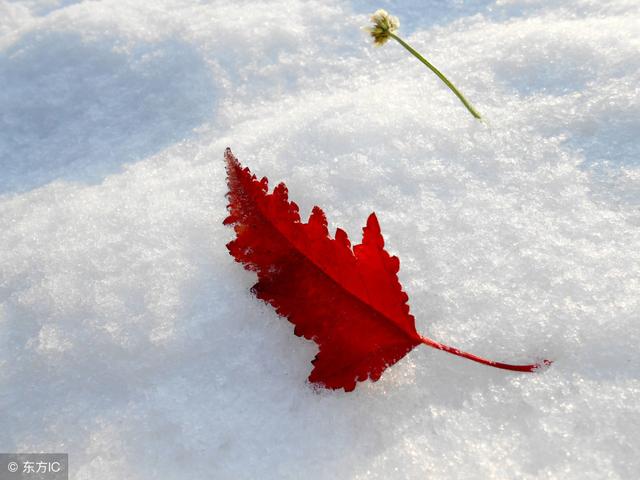 七律——咏雪