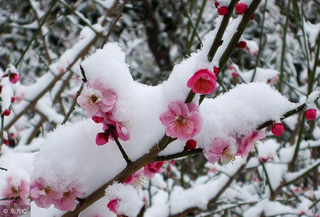 七律——咏雪