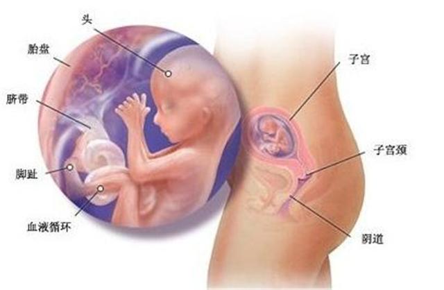 孕产说：真没看出来！怀男孩4个月b超单图片是什么样子呢？
