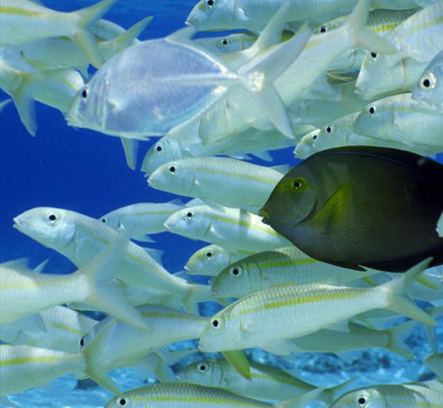 鳕鱼怎么做给宝宝吃好呢？妈妈过来学点做法，很详细