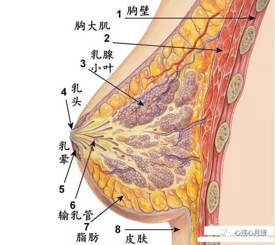 产后排残乳，真的有必要吗？