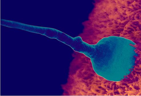 从怀孕一个月到怀孕十月，每个月胎儿的发育图都在这里了，真全