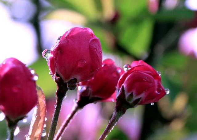 为什么女孩初来月经的前几年，月经都不规律？妈妈们有必要了解