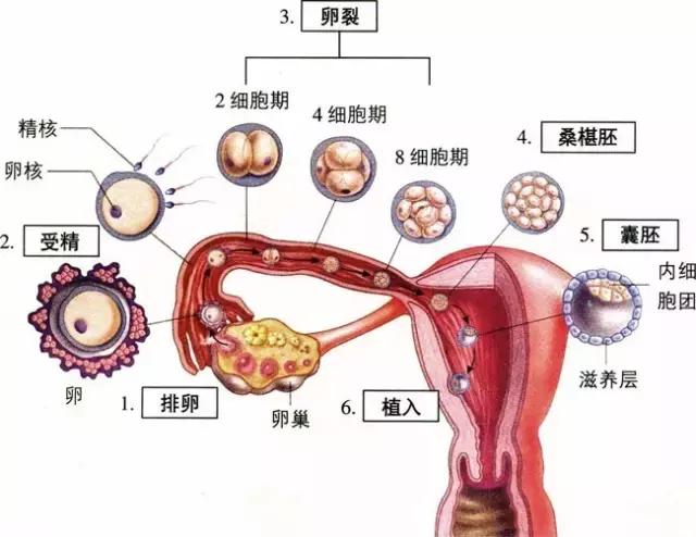 服药后发现怀孕了，这孩子能不能要？（新版）