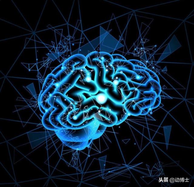运动与智力的发展关系成正比？科学研究已充分证实