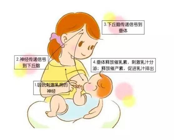奔走在“追奶”的道路上