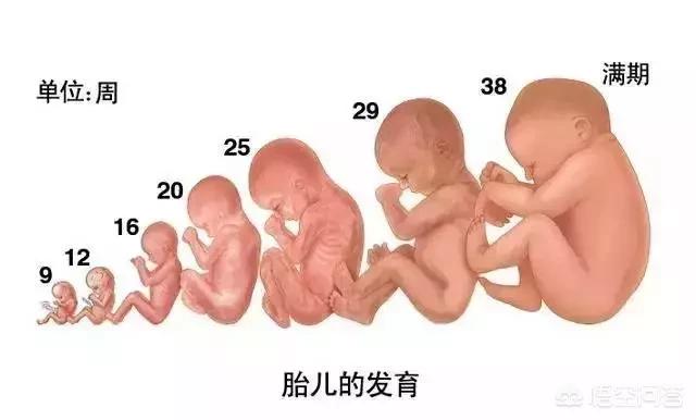 孕妇的肚子是在什么时候悄悄变大的？