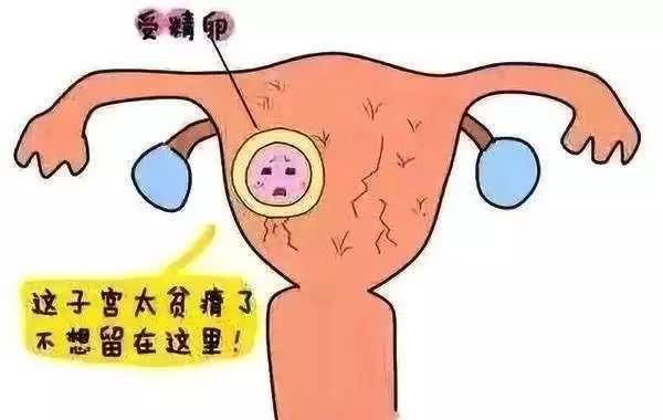 子宫内膜有多重要？——超乎您的想象！