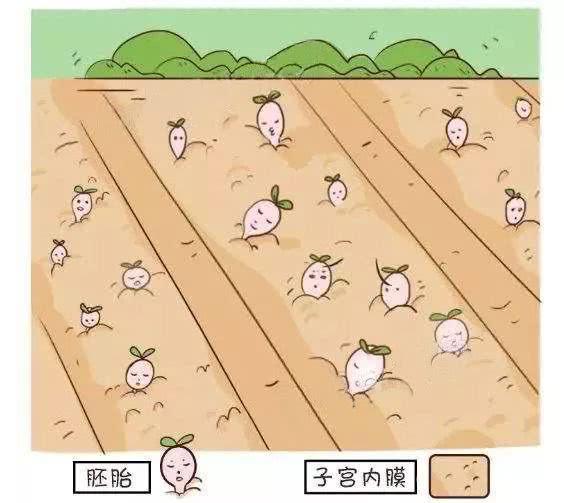 子宫内膜有多重要？——超乎您的想象！