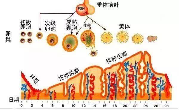 子宫内膜有多重要？——超乎您的想象！