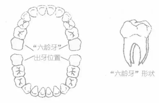 六龄牙终生不换，粑粑麻麻知道吗？
