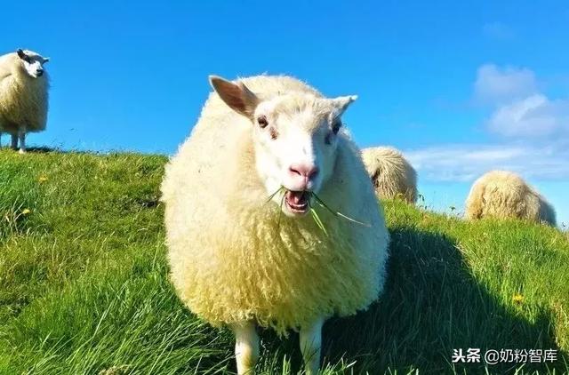 羊奶粉很好，这86款已通过注册！你给宝宝吃的哪款？