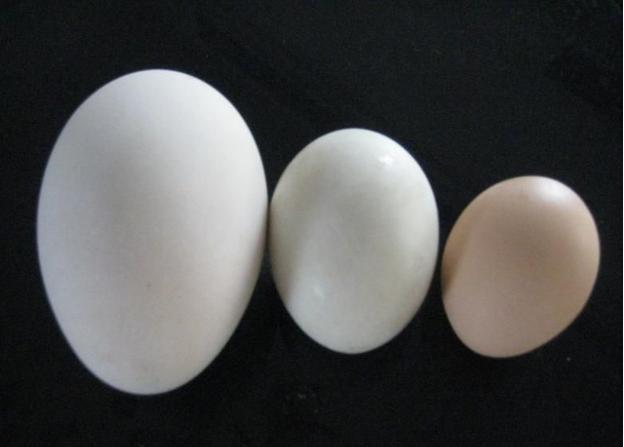 孕妇吃什么去胎毒？专家推荐这个，除了去胎毒，还有这么多益处