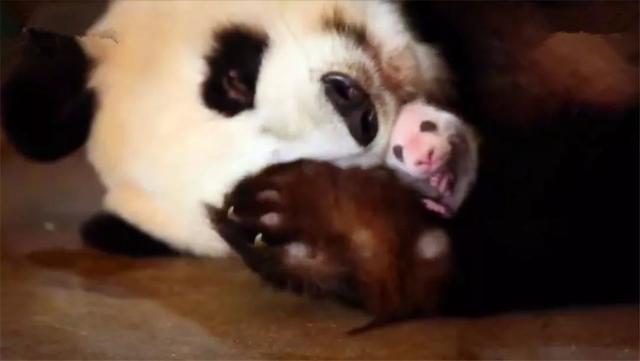 饲养员给熊猫妈妈喂蜂蜜，借机换走熊猫宝宝，让妈妈轮流喂熊猫！