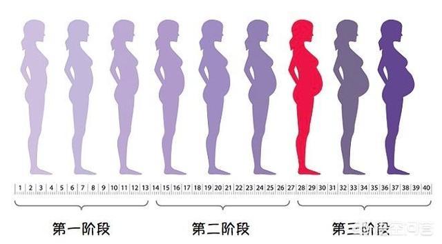 怀孕后的第几个月开始是孕晚期？