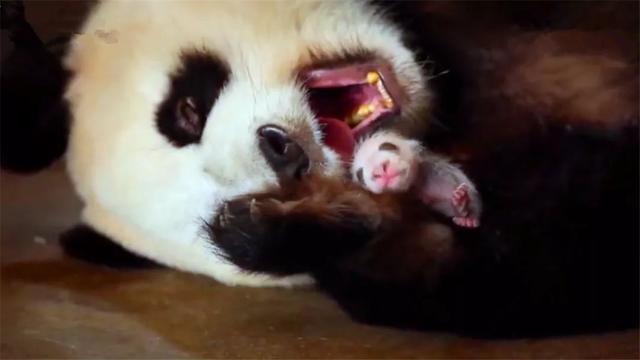 饲养员给熊猫妈妈喂蜂蜜，借机换走熊猫宝宝，让妈妈轮流喂熊猫！