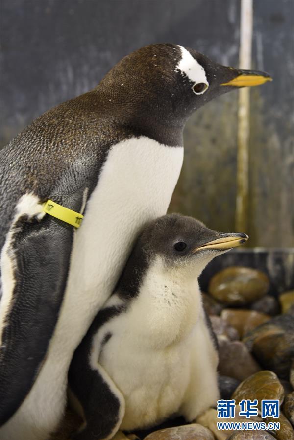 萌萌企鹅的“亲子时间”