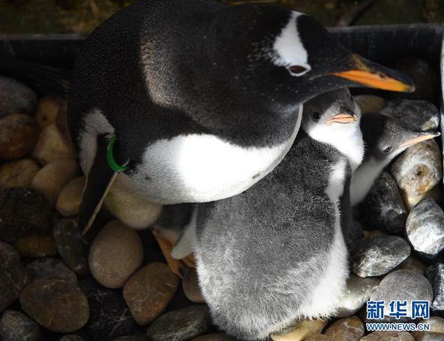 萌萌企鹅的“亲子时间”