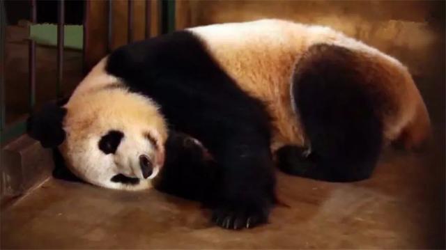 饲养员给熊猫妈妈喂蜂蜜，借机换走熊猫宝宝，让妈妈轮流喂熊猫！