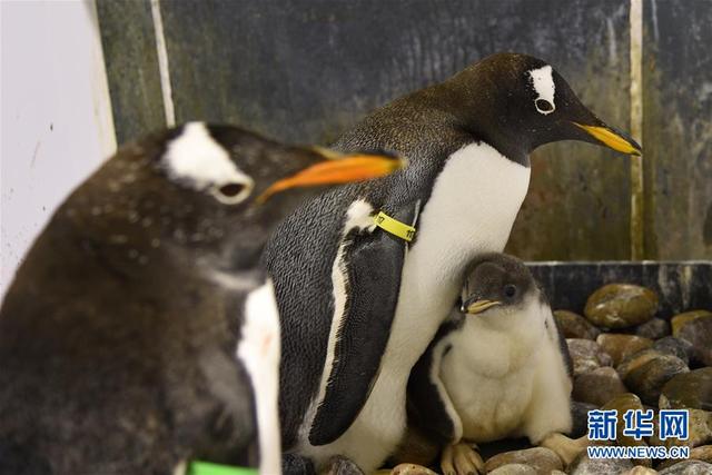 萌萌企鹅的“亲子时间”