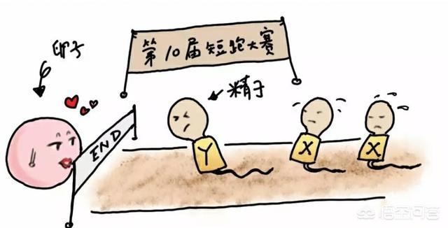 备孕期间，怎样有助于生个男孩？