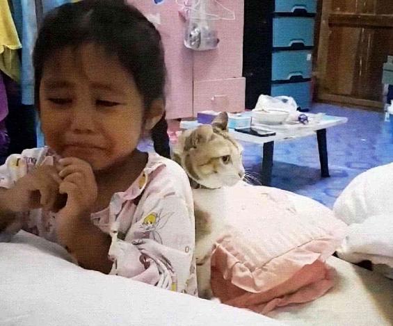 妈妈打宝宝，橘猫发火了，猫：你给我老实点！