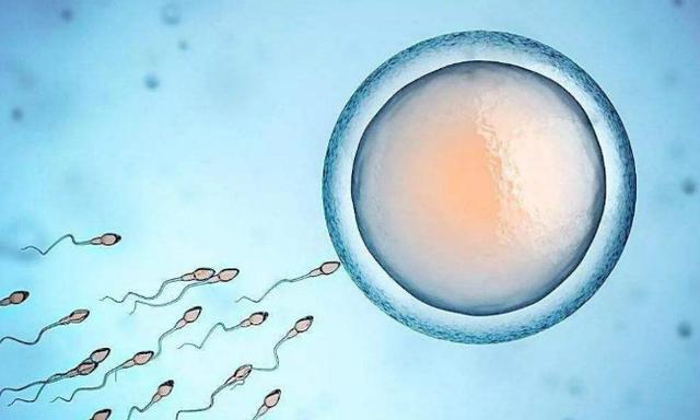 孕产说：熬夜对卵泡发育有影响吗？正在备孕期有哪些注意事项？