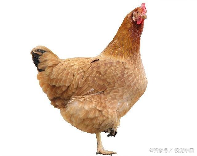 坐月子时，产妇吃公鸡好，还是母鸡好？很多老人都搞错了！
