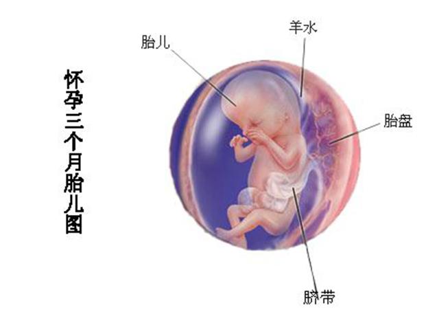 怀孕3个月如何护理孕妇保证胎儿健康？重点：建档产检预防3疾病