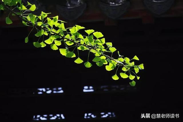 大树对小草的爱