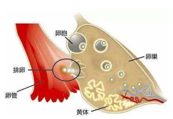 对胎儿顺利成长至关重要？妇科医生常说的“黄体”到底是什么？