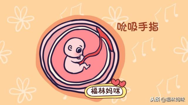 六个月的胎儿，在妈妈的肚子里已经能听会看有情绪了，好神奇！