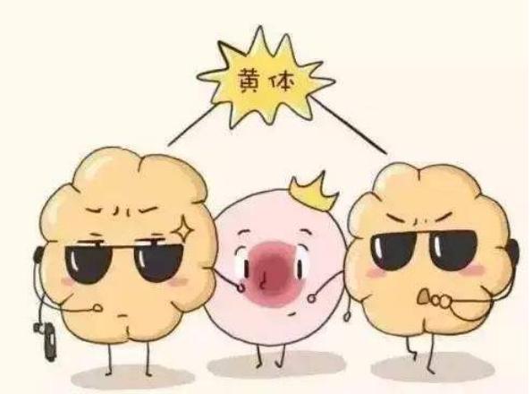 对胎儿顺利成长至关重要？妇科医生常说的“黄体”到底是什么？
